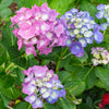 Bloomables® L.A. Dreamin® Hydrangea