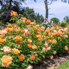 David Austin® Lady of Shalott™ Rose Shrub