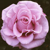 Lagerfeld Rose Bush