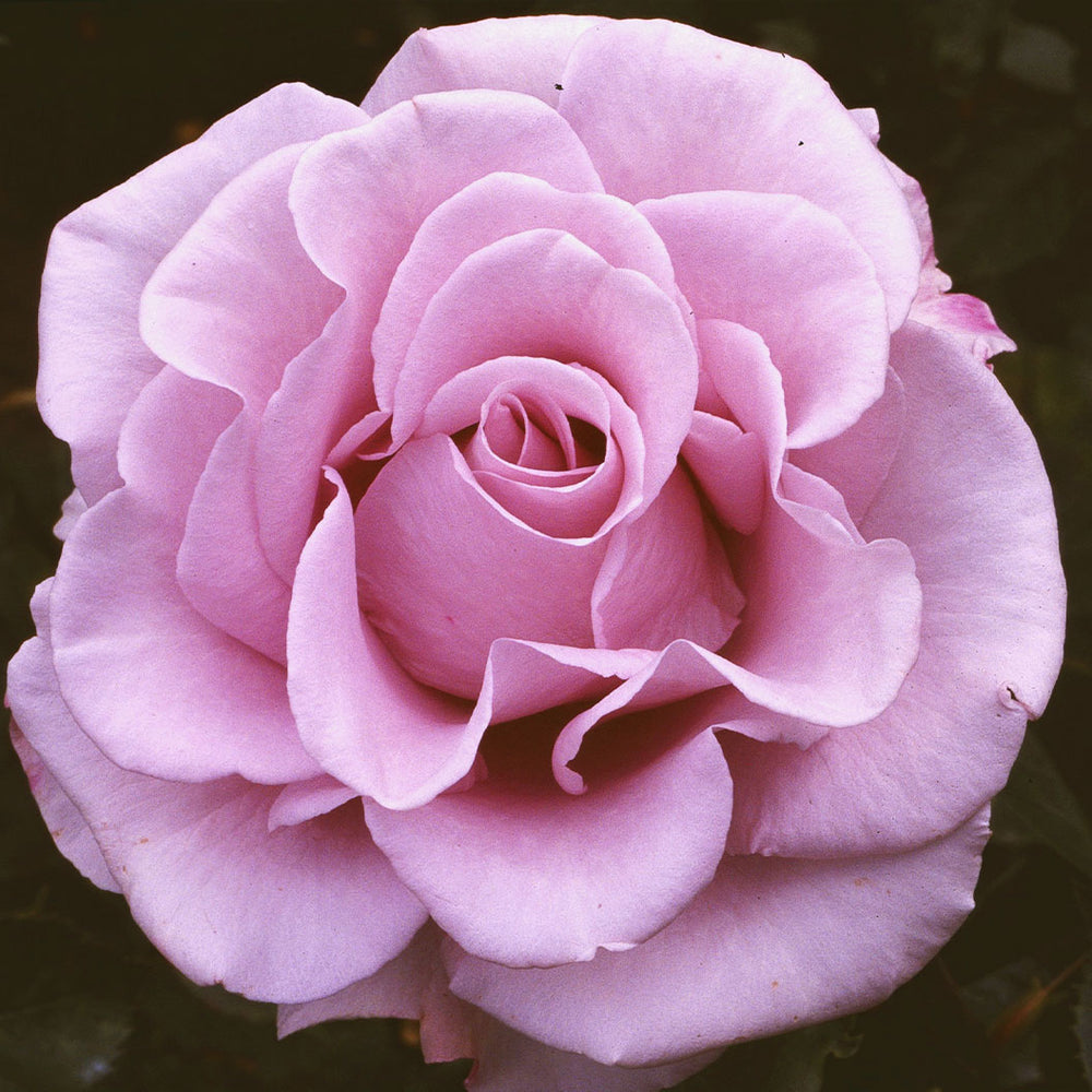 Lagerfeld Rose Bush