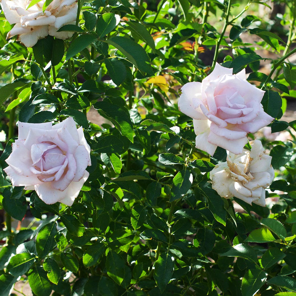 Lagerfeld Rose Bush