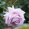Lagerfeld Rose Bush