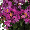 Bloomables® Bellini® Grape Crape Myrtle
