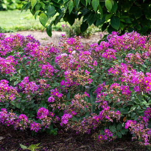 Bloomables® Bellini® Grape Crape Myrtle