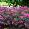 Bloomables® Bellini® Grape Crape Myrtle