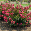 Bloomables® Bellini® Raspberry Crape Myrtle