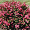 Bloomables® Bellini® Raspberry Crape Myrtle