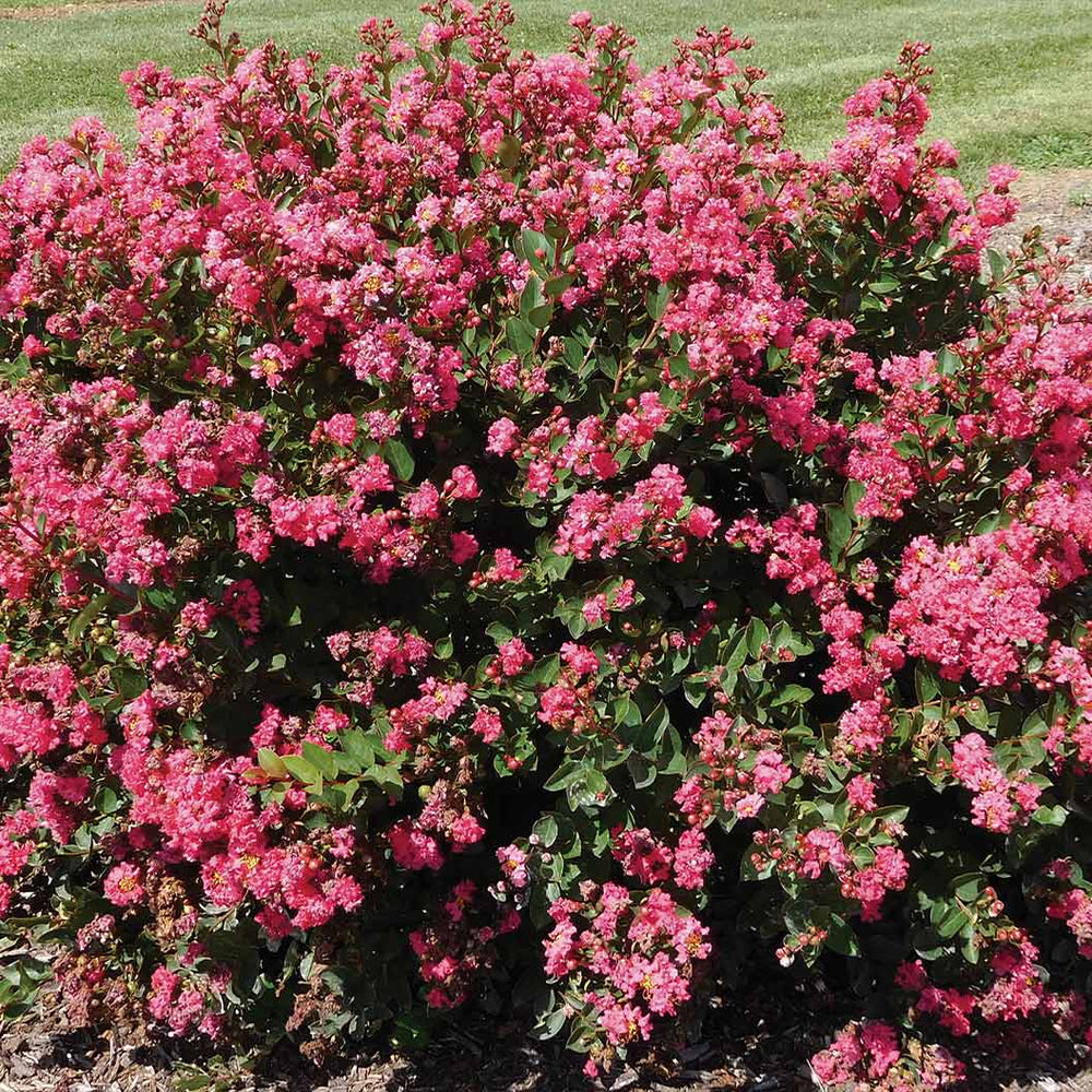 Bloomables® Bellini® Raspberry Crape Myrtle