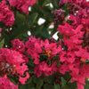 Bloomables® Bellini® Raspberry Crape Myrtle
