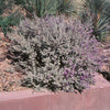 Laredo Texas Sage Shrub