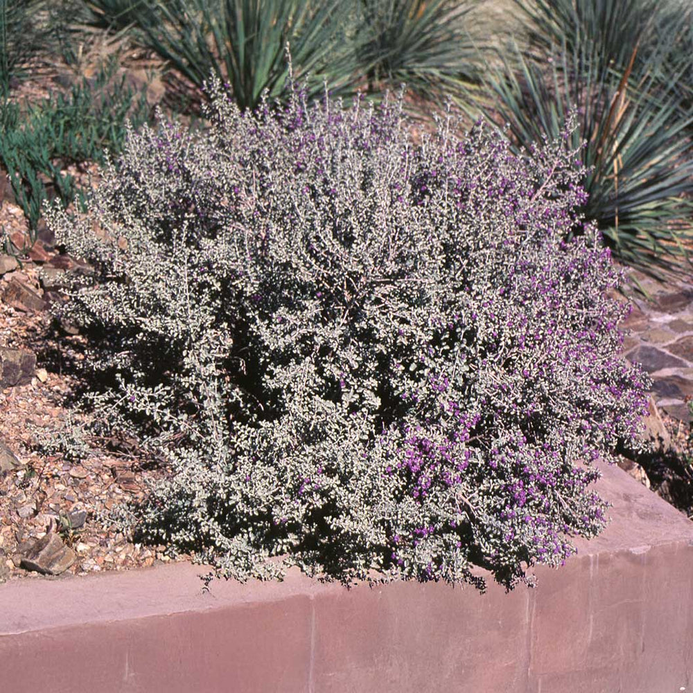 Laredo Texas Sage Shrub