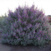 Laredo Texas Sage Shrub