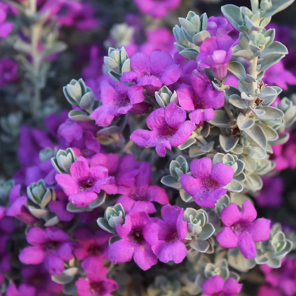 Laredo Texas Sage Shrub
