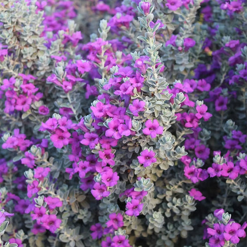 Laredo Texas Sage Shrub