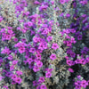 Laredo Texas Sage Shrub