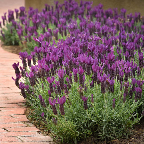 Primavera Spanish Lavender Plant