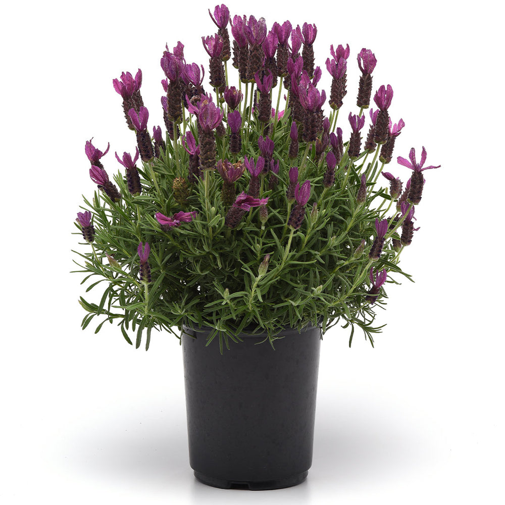 Primavera Spanish Lavender Plant