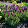 Primavera Spanish Lavender Plant