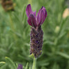 Primavera Spanish Lavender Plant