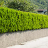 Lemon Cypress