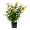 Bloomables® Lemon Frost Climbing Rose Shrub