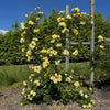 Bloomables® Lemon Frost Climbing Rose Shrub