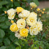 Bloomables® Lemon Frost Climbing Rose Shrub