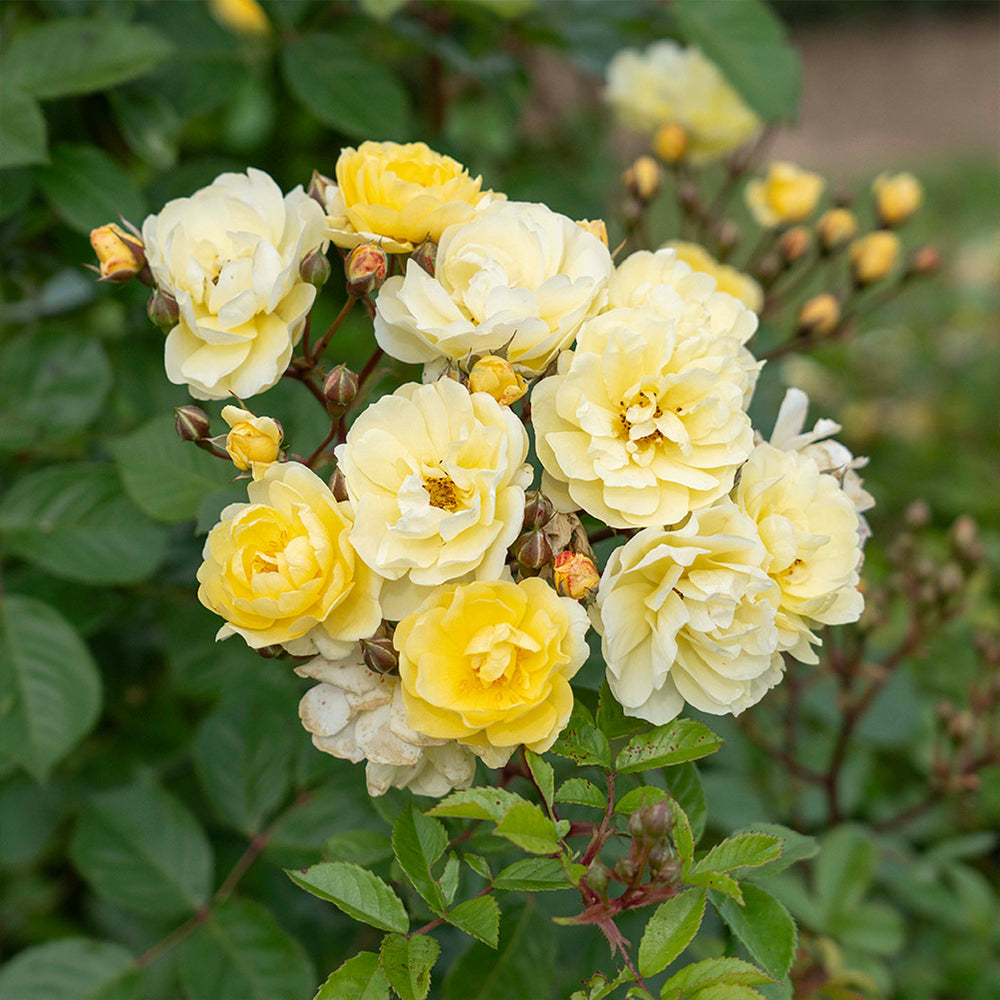 Bloomables® Lemon Frost Climbing Rose Shrub