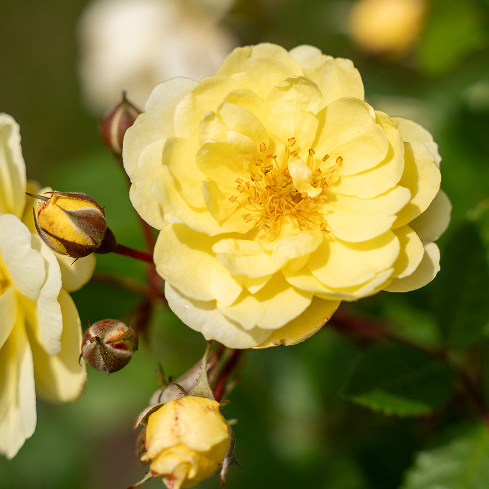 Bloomables® Lemon Frost Climbing Rose Shrub