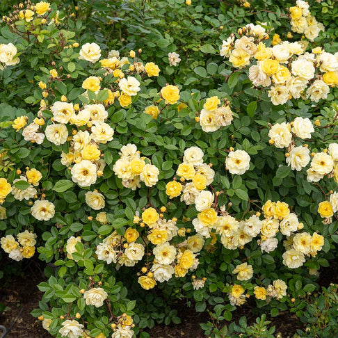 Bloomables® Lemon Frost Climbing Rose Shrub