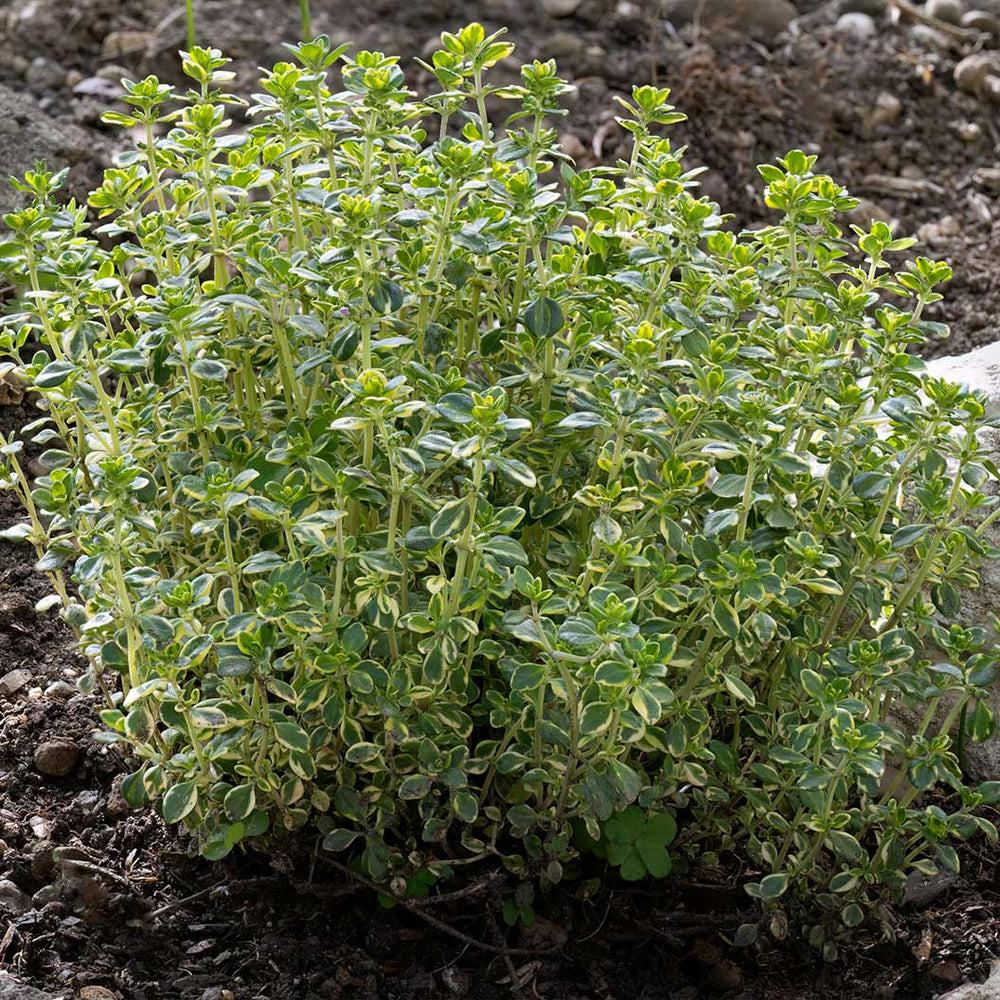 Lemon Thyme Plant
