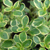 Lemon Thyme Plant