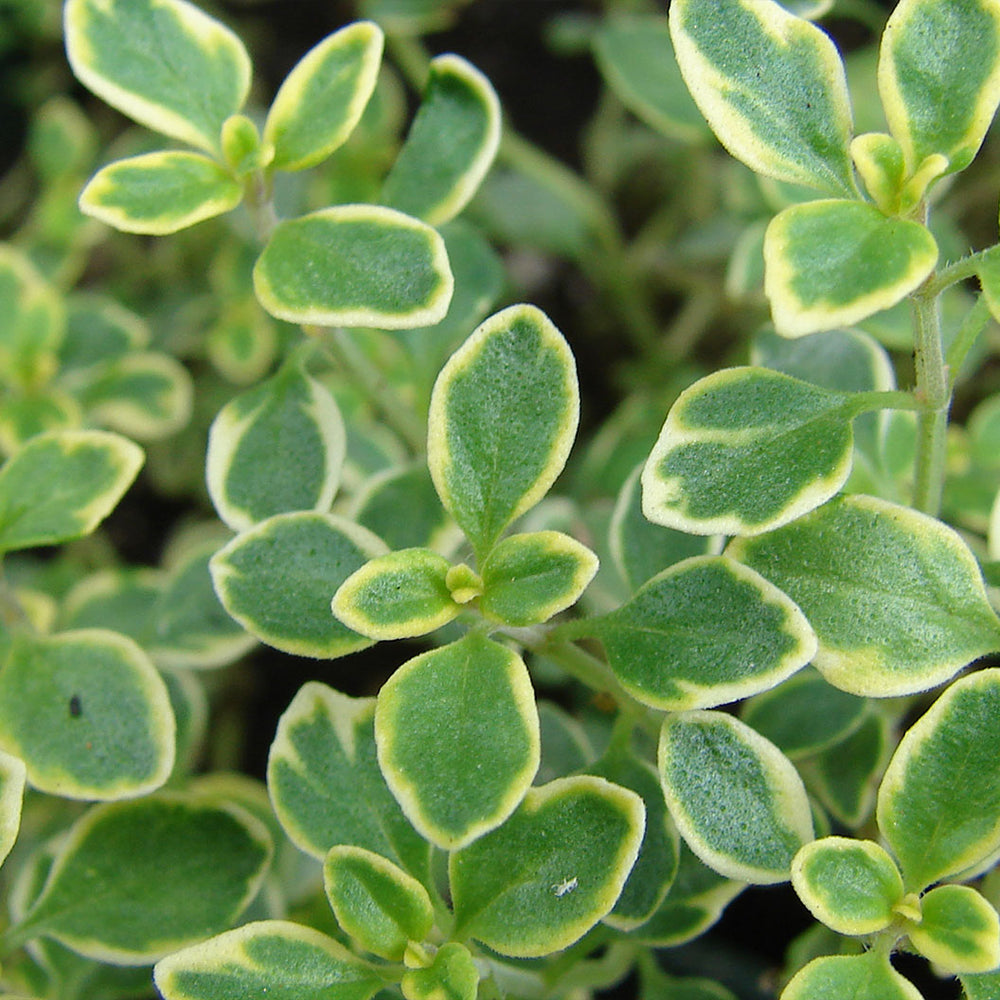 Lemon Thyme Plant