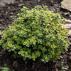 Lemon Thyme Plant