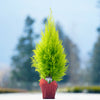Tabletop Dwarf Lemon Cypress in Burgundy Cover