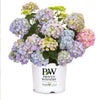 Proven Winners® Let's Dance Sky View® Hydrangea