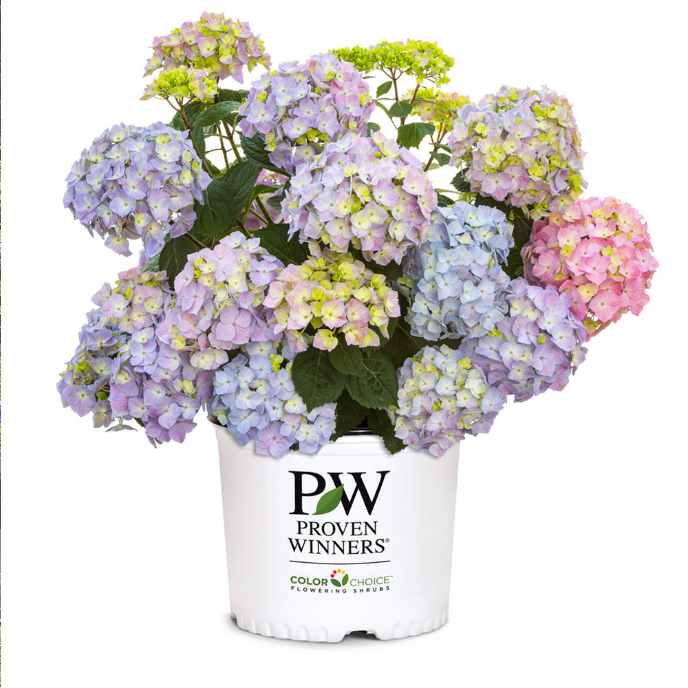 Proven Winners® Let's Dance Sky View® Hydrangea