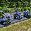 Proven Winners® Let's Dance Sky View® Hydrangea