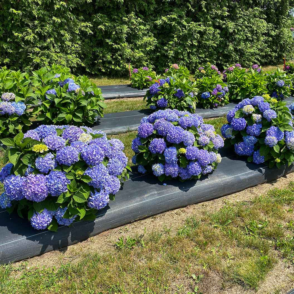 Proven Winners® Let's Dance Sky View® Hydrangea