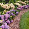 Proven Winners® Let's Dance Sky View® Hydrangea