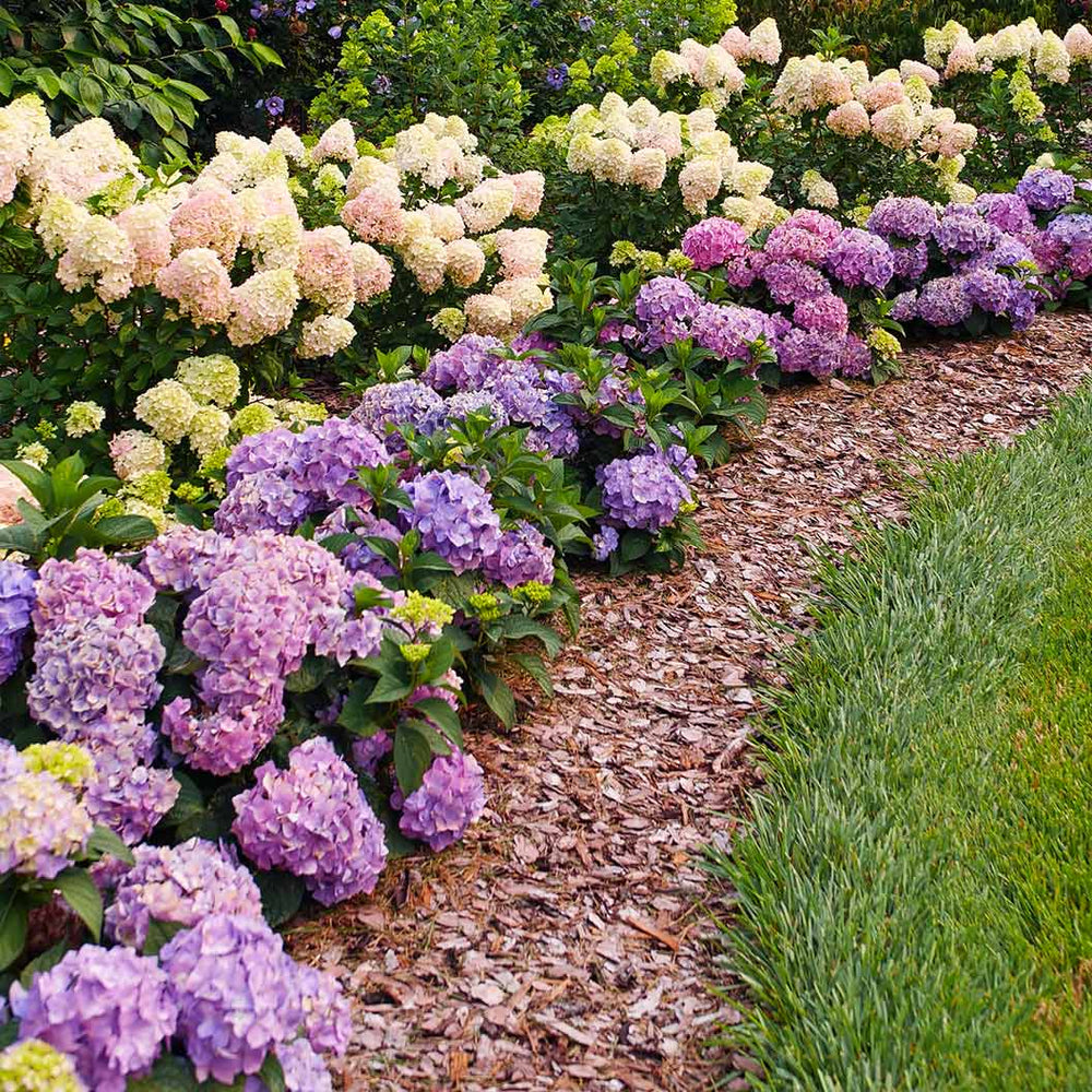 Proven Winners® Let's Dance Sky View® Hydrangea