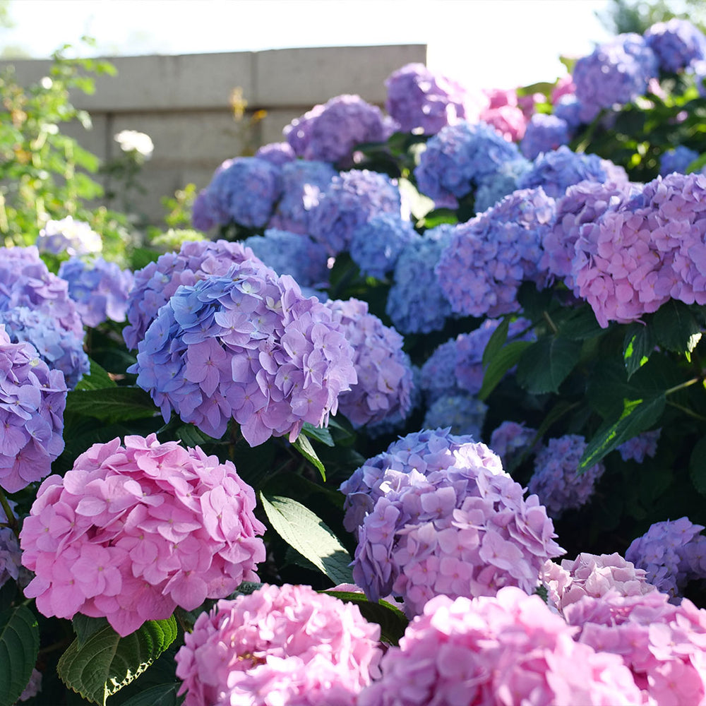 Proven Winners® Let's Dance Sky View® Hydrangea