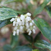 Proven Winners® Paisley Pup® Leucothoe