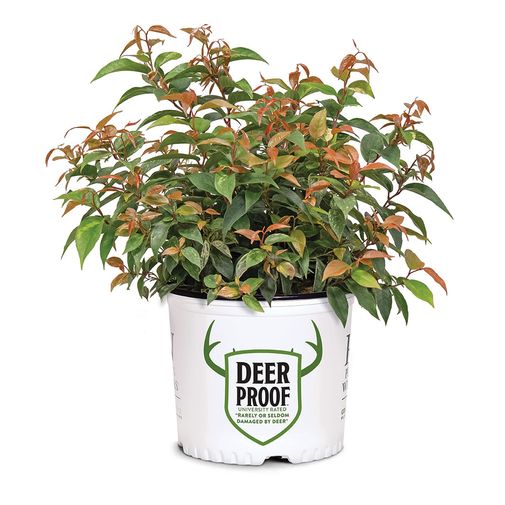 Proven Winners® Paisley Pup® Leucothoe