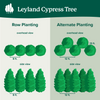 Leyland Cypress Tree