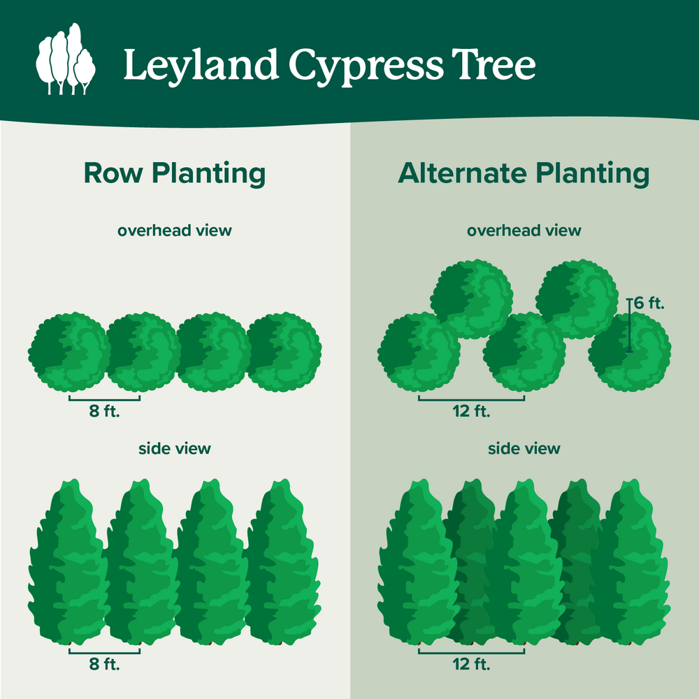 Leyland Cypress Tree