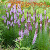 Cobalus Dwarf Blazing Star Plant