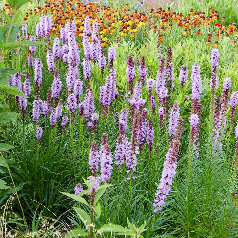 Cobalus Dwarf Blazing Star Plant