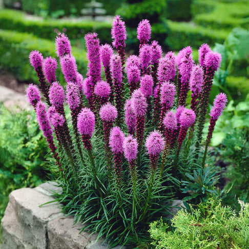 Cobalus Dwarf Blazing Star Plant