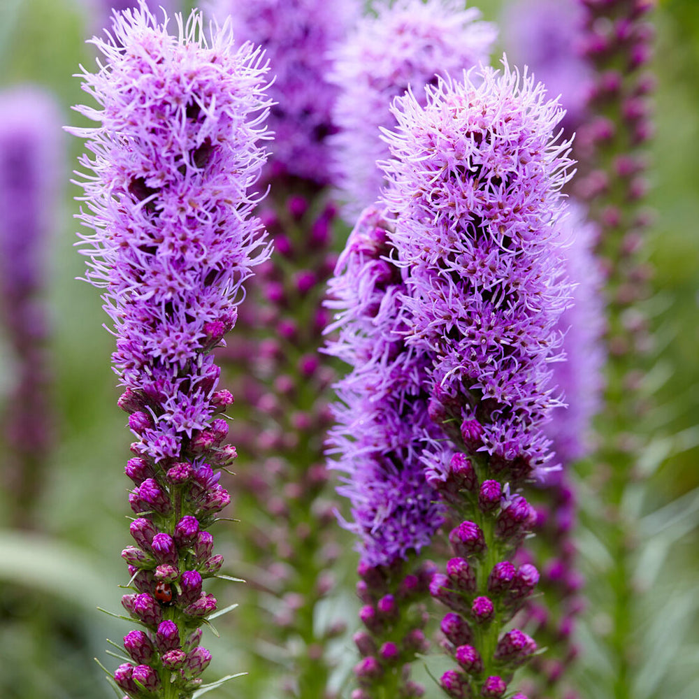 Cobalus Dwarf Blazing Star Plant